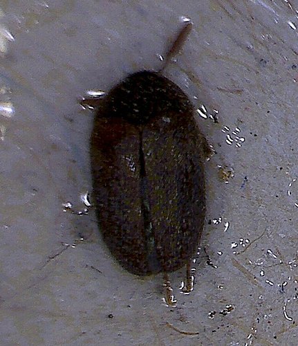 ATTAGENUS SMIRNOVI