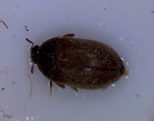 ATTAGENUS SMIRNOVI